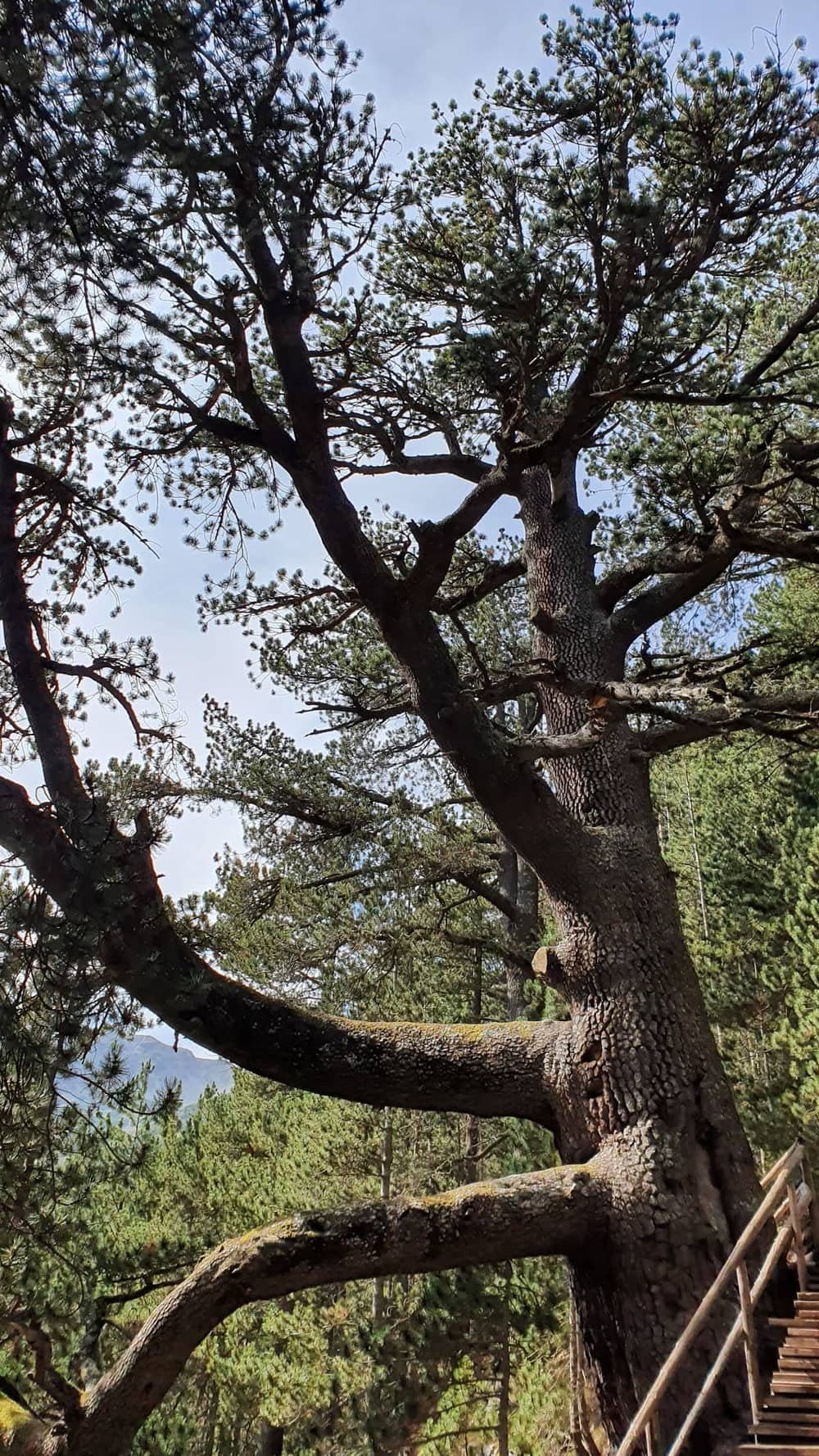 Baikushev's pine — 2
